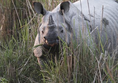 Indian Rhino in Elephant Grass clipart