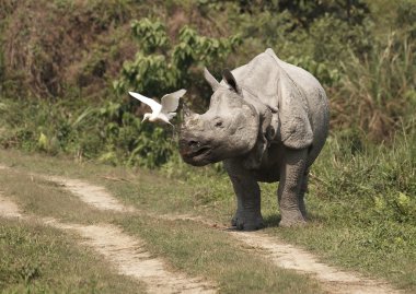 Rhinoceros clipart