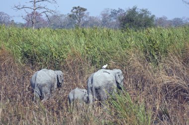 Elephants at Kaziranga clipart