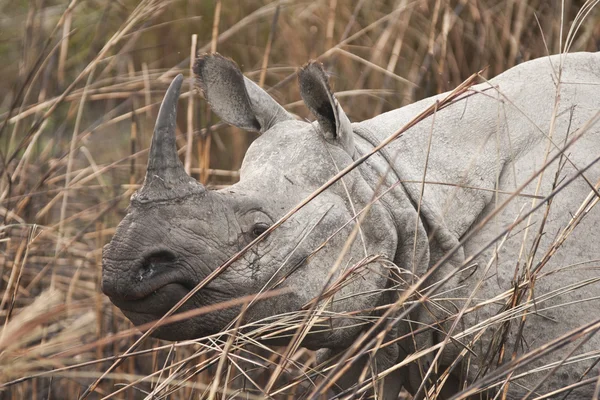 Nosorożec indyjski w słoń trawa — Zdjęcie stockowe