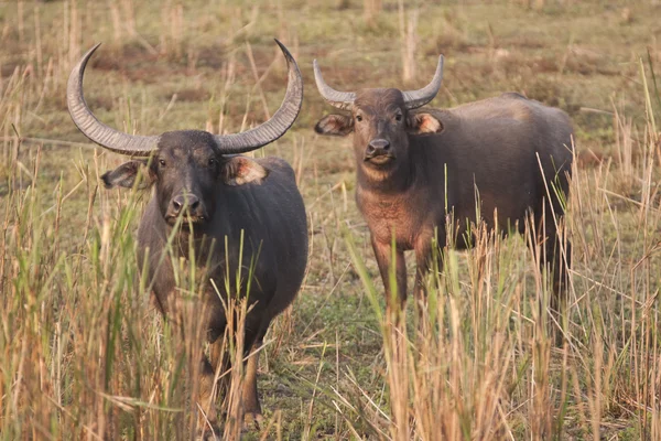 Çılgın Asyalı buffalo — Stok fotoğraf