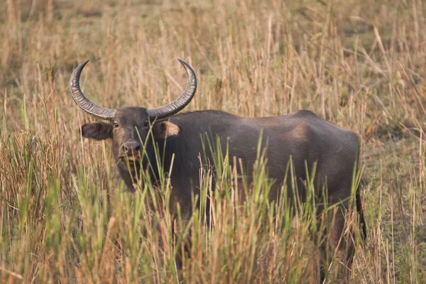 Boğa Asya buffalo — Stok fotoğraf