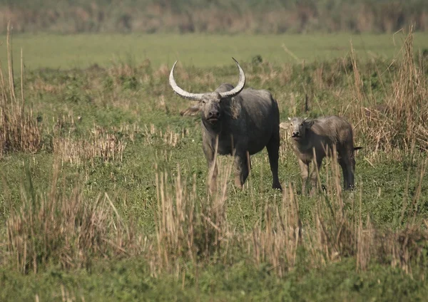 Vilda asiatiska buffalo — Stockfoto