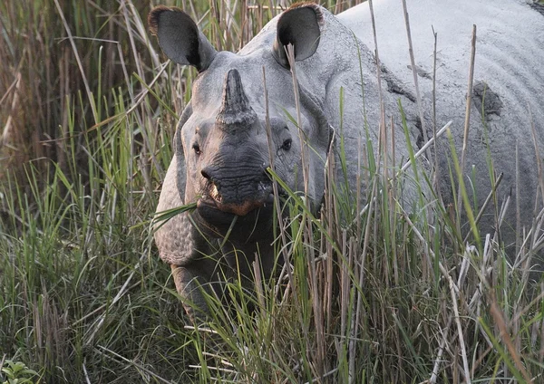 Rinoceronte indiano in erba elefante — Foto Stock