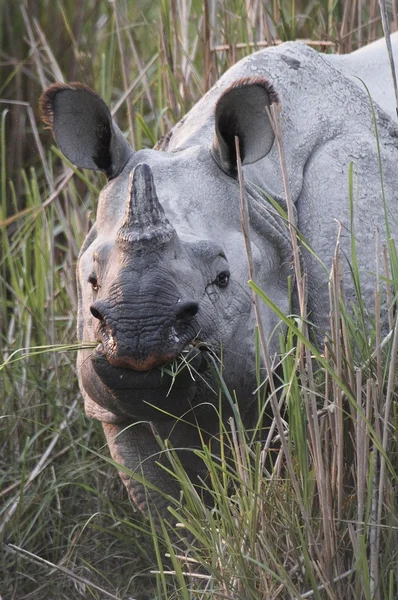 Ritratto di rinoceronte indiano — Foto Stock