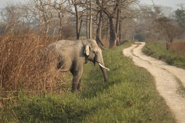 印度大象 — 图库照片