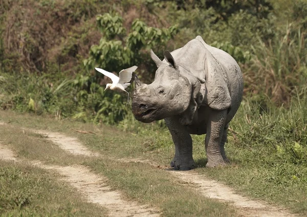 Rinoceronte —  Fotos de Stock