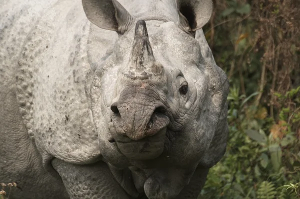Ritratto di rinoceronte indiano — Foto Stock