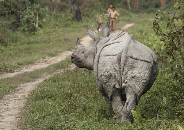 Nosorożec indyjski — Zdjęcie stockowe