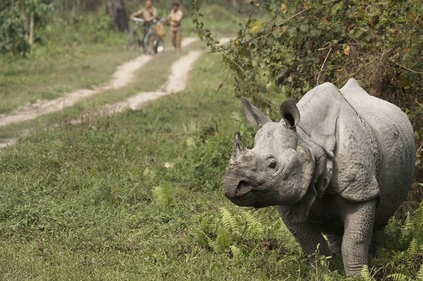 Nosorożec indyjski — Zdjęcie stockowe
