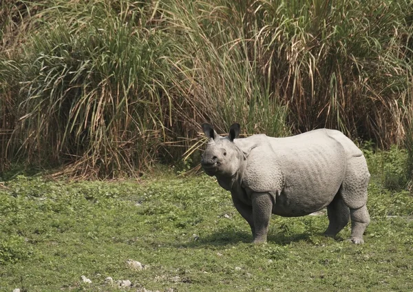 Indisk noshörning — Stockfoto
