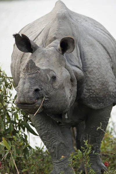 Indian Rhino — Stock Photo, Image
