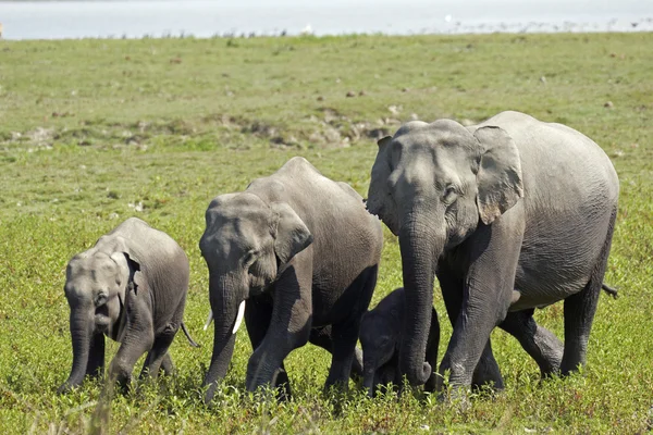 ครอบครัวช้าง — ภาพถ่ายสต็อก