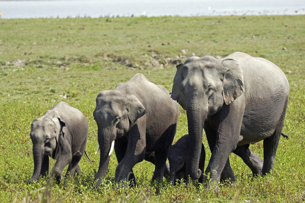 Family group of wild Asian Elephants crossing a grassy plain in Kaziranga National Park, India.