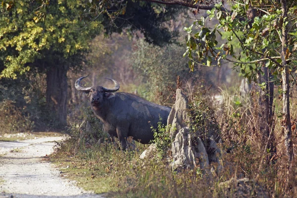 Selvagem masculino asiático búfalo — Fotografia de Stock
