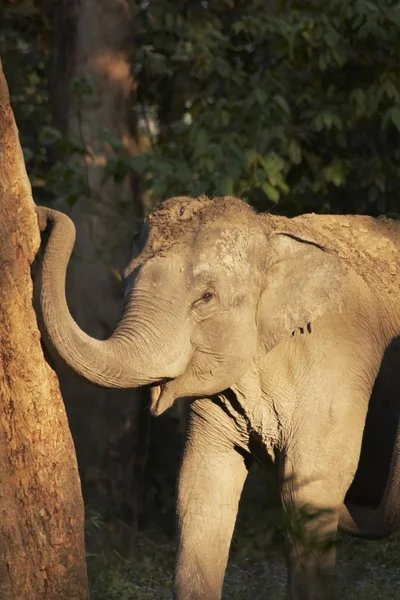 Ormandaki Asya fili — Stok fotoğraf