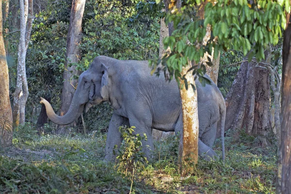 森の中のアジア象を牛します。 — ストック写真