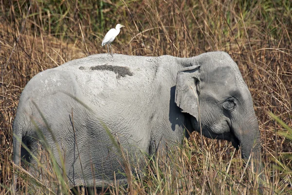 Elefant im Kaziranga Park — Stockfoto