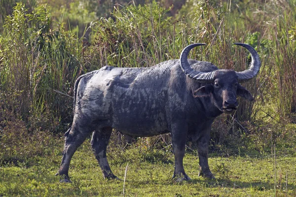野生の雄牛のアジア水牛 — ストック写真