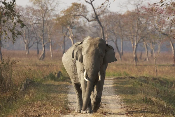 Бик Азіатський слон — стокове фото