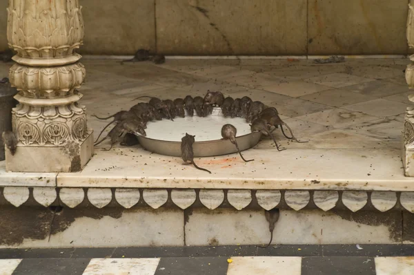 Świątynia szczurów — Zdjęcie stockowe