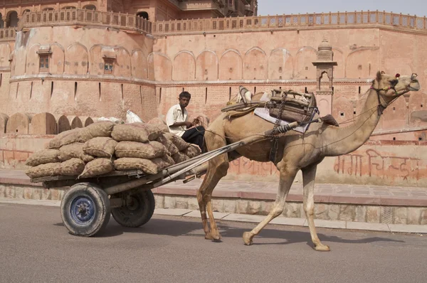 骆驼购物车 — 图库照片