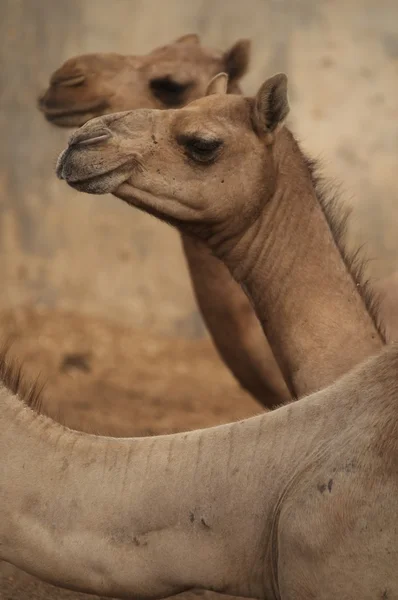 Centro de cría de camellos — Foto de Stock