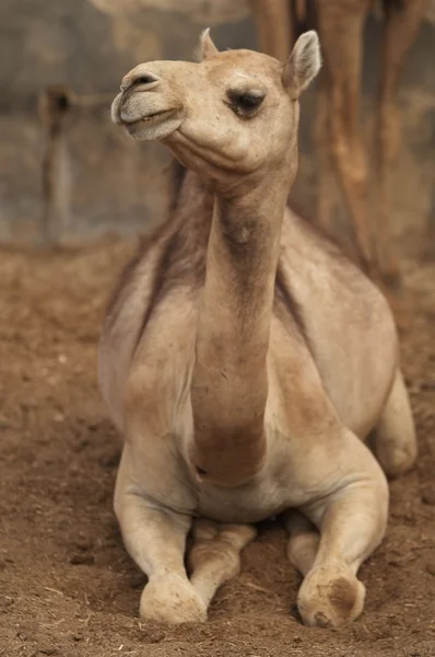 Resting Camel — Stock Photo, Image