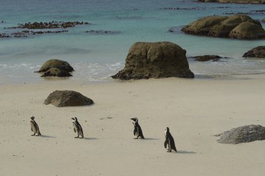 kayalar Plajı'nda Afrika penguenler