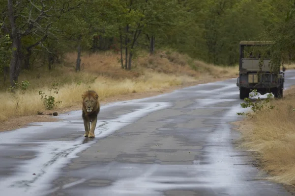 Leão macho caminhando ao longo de uma estrada — Fotografia de Stock