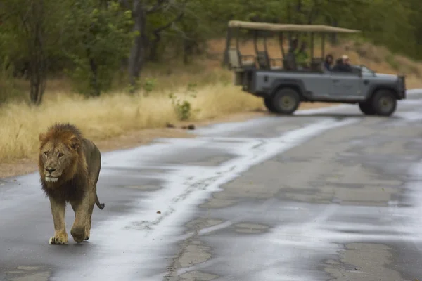 Mężczyzna lew w Parku Narodowym Kruger — Zdjęcie stockowe