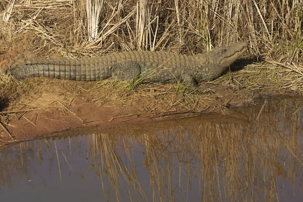 stock image Nile Crocodile