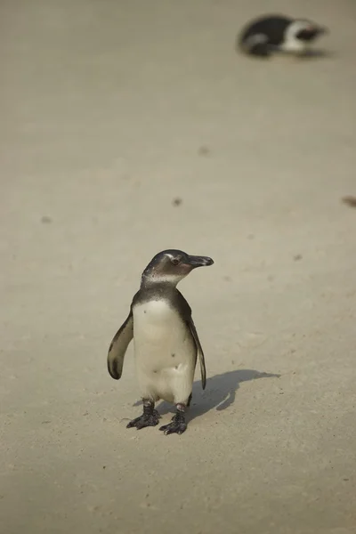 Jonge Afrikaanse pinguïn — Stockfoto