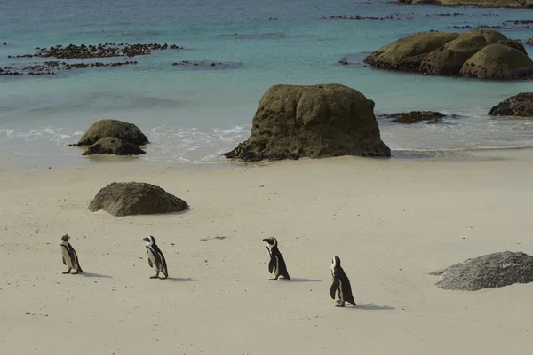 African Penguins at Boulders Beach — Stock Photo, Image