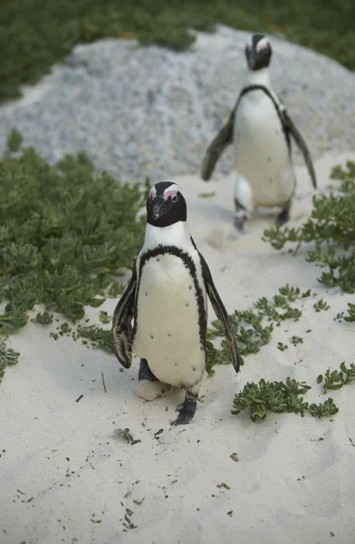 Afrikan pingviinit — kuvapankkivalokuva