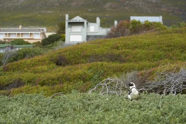 Валуни пляж колонію пінгвінів — стокове фото