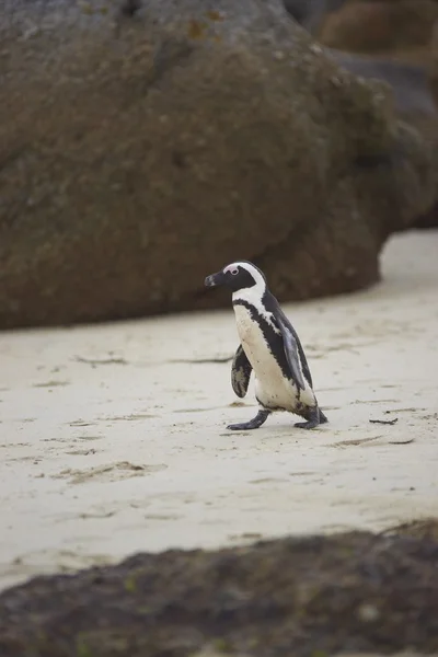 Afrikkalainen pingviini kävely — kuvapankkivalokuva