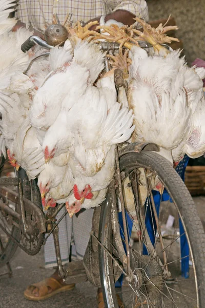 Fahrrad mit Hühnern beladen — Stockfoto