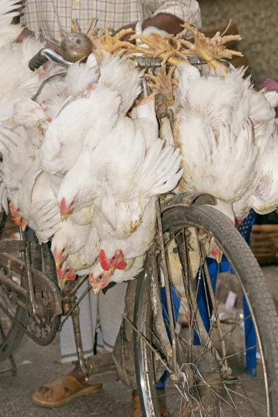 stock image Bicycle Loaded With Chickens