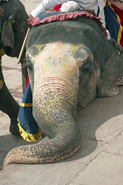 Gedomesticeerde olifant — Stockfoto