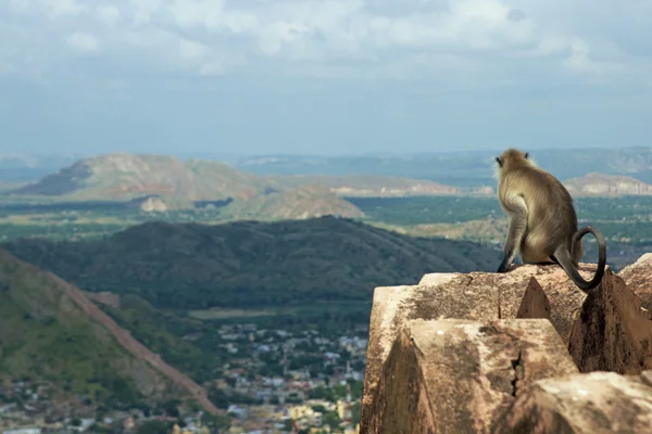Monkey Keeping a Lookout — Stock Photo, Image