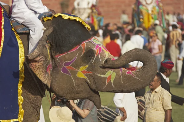 Elephant with Bendy Trunk — Stock Photo, Image