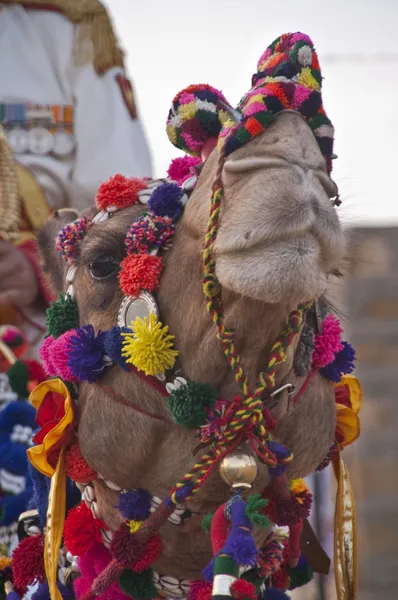 Camello decorado — Foto de Stock
