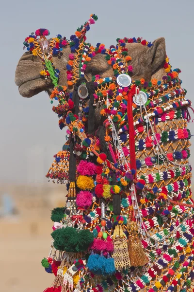 Zdobione wielbłąda — Zdjęcie stockowe