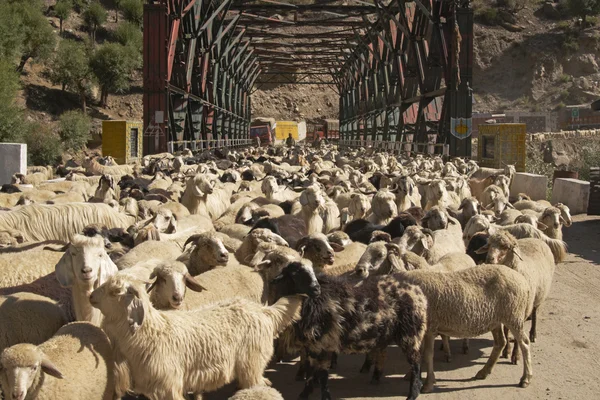 Schafe blockieren die Straße — Stockfoto