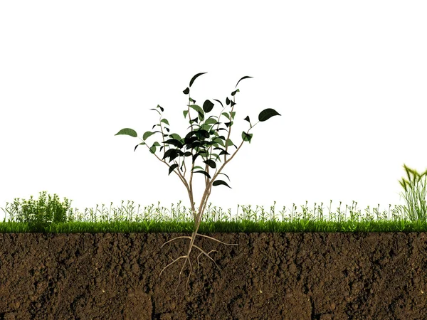 Pequeña planta en la sección de suelo — Foto de Stock