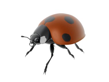 Beyaz arka plan üzerinde izole ladybird