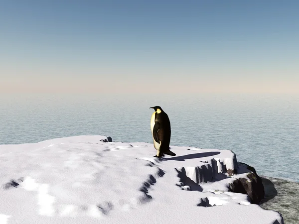 Tučňák na sněhu — Stock fotografie