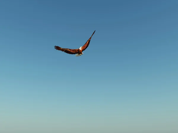 Águila en el cielo azul — Foto de Stock