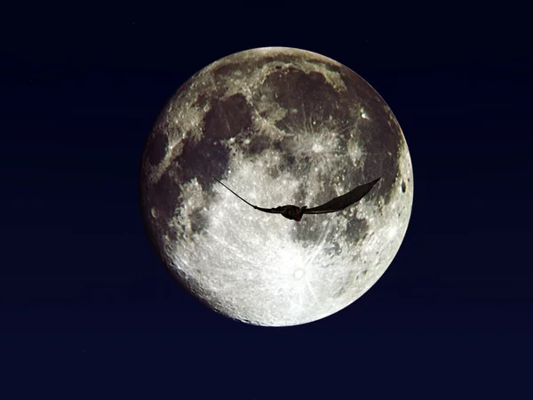Bat under the moonlight — Stock Photo, Image